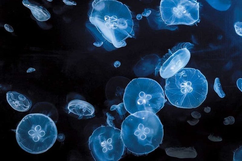 How The Moon Jellyfish Navigates And Communicates