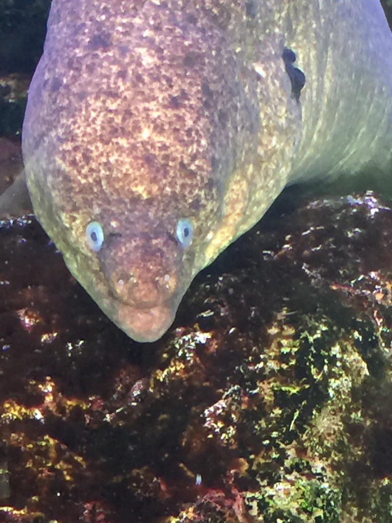 How The Moray Eel Navigates And Communicates