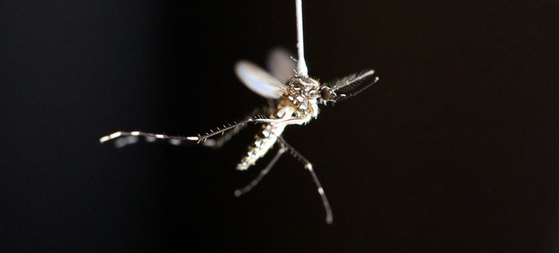 How The Mosquito Has Been Studied By Scientists