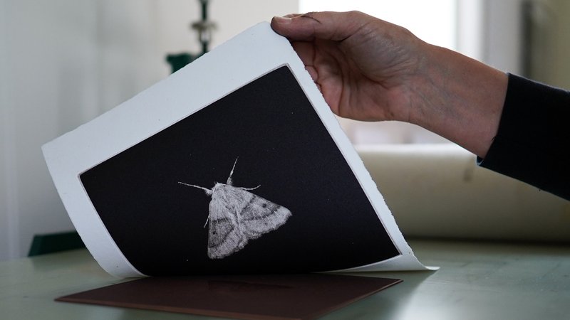 How The Moth Has Been Studied By Scientists