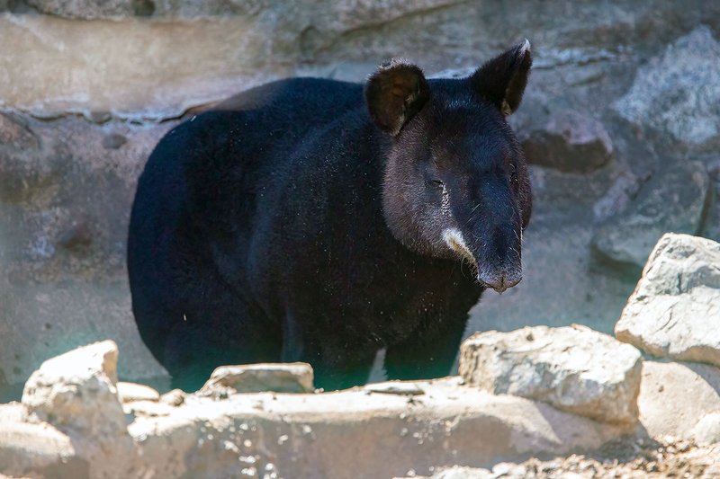 How The Mountain Tapir Is Represented In Culture And Folklore