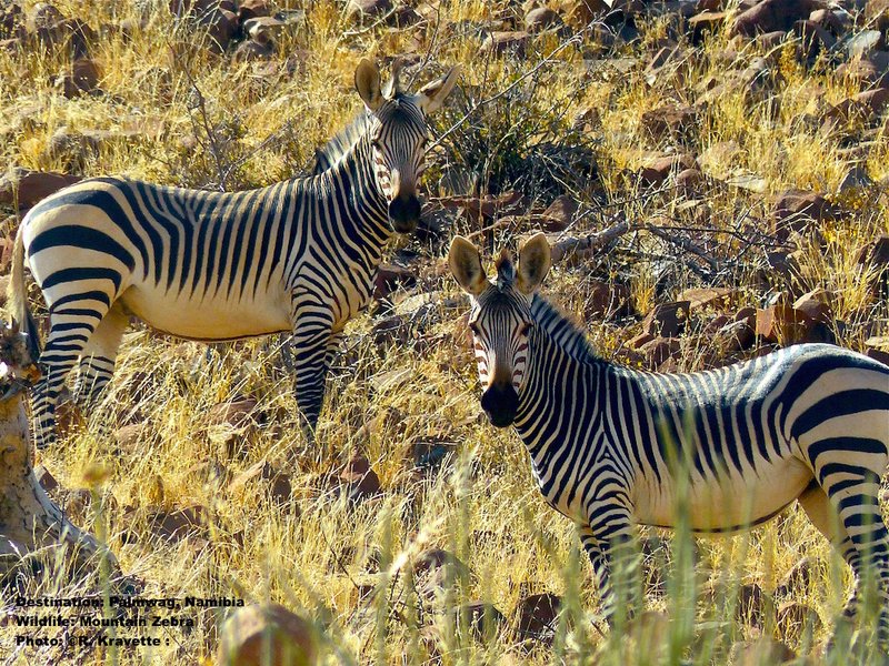How The Mountain Zebra Is Represented In Culture And Folklore