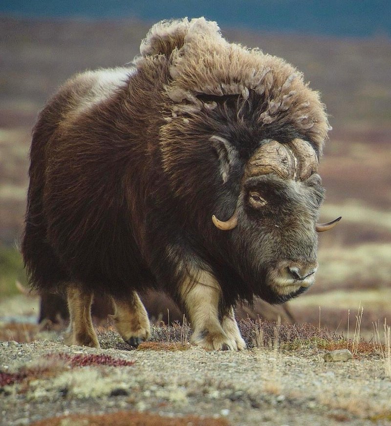 How The Muskox Is Represented In Culture And Folklore