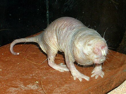 How The Naked Mole Rat Is Represented In Culture And Folklore