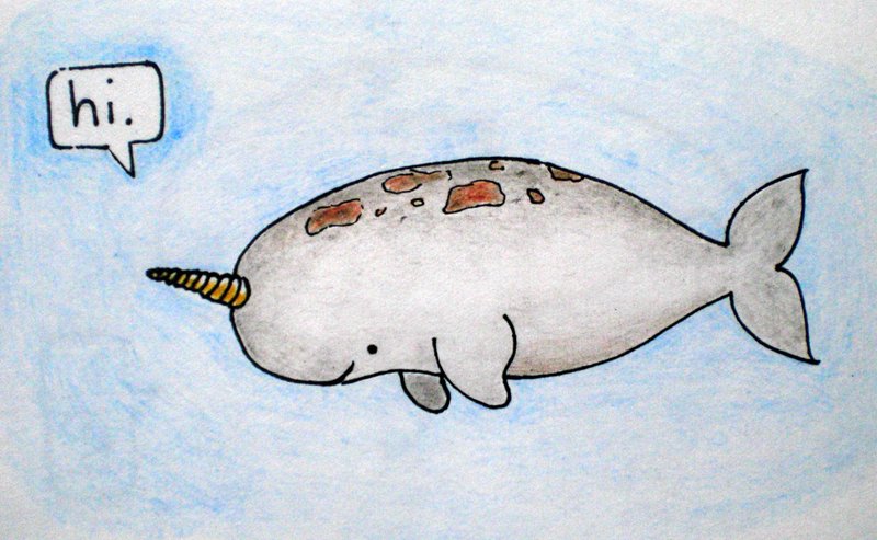How The Narwhal Navigates And Communicates