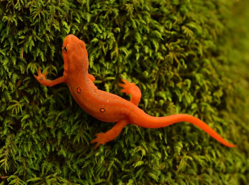 How The Newt Survives In Harsh Environments