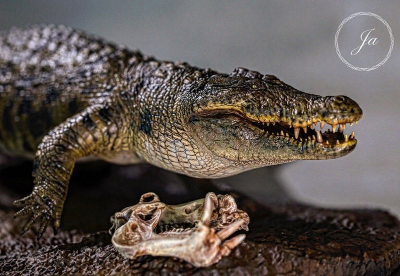 How The Nile Crocodile Is Represented In Culture And Folklore