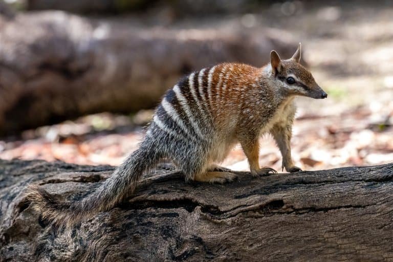 How The Numbat Is Represented In Culture And Folklore