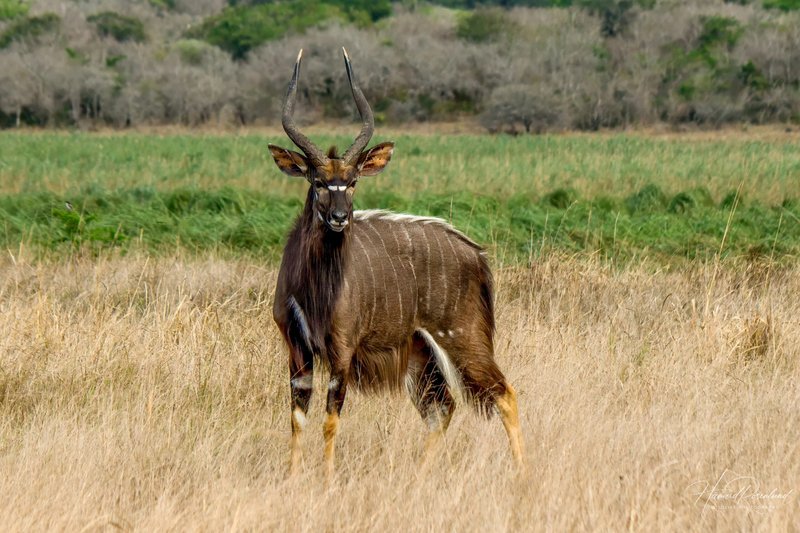 How The Nyala Is Represented In Culture And Folklore
