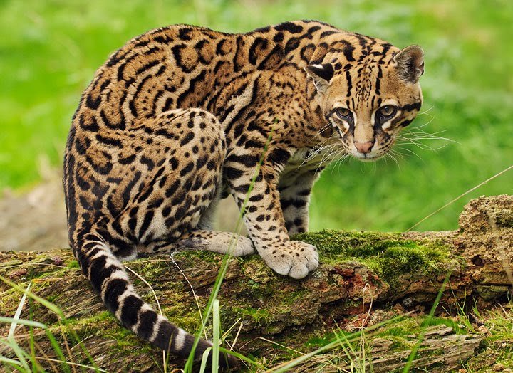 How The Ocelot Is Represented In Culture And Folklore