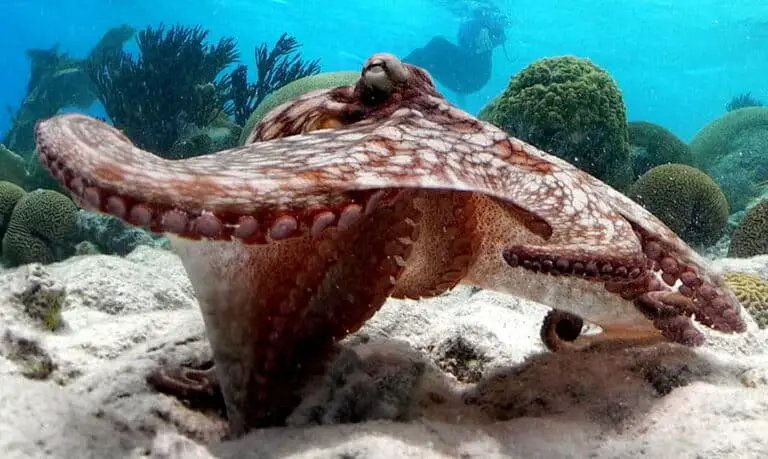 How The Octopus Navigates And Communicates