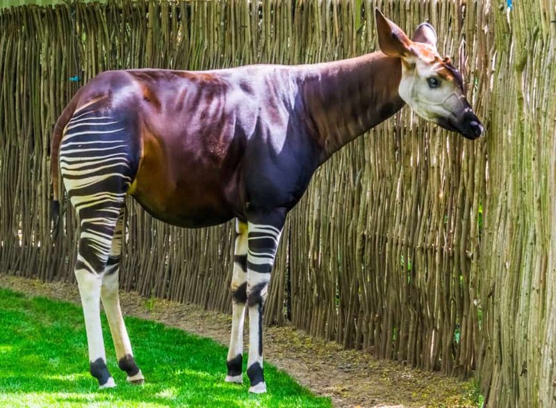 How The Okapi Is Represented In Culture And Folklore