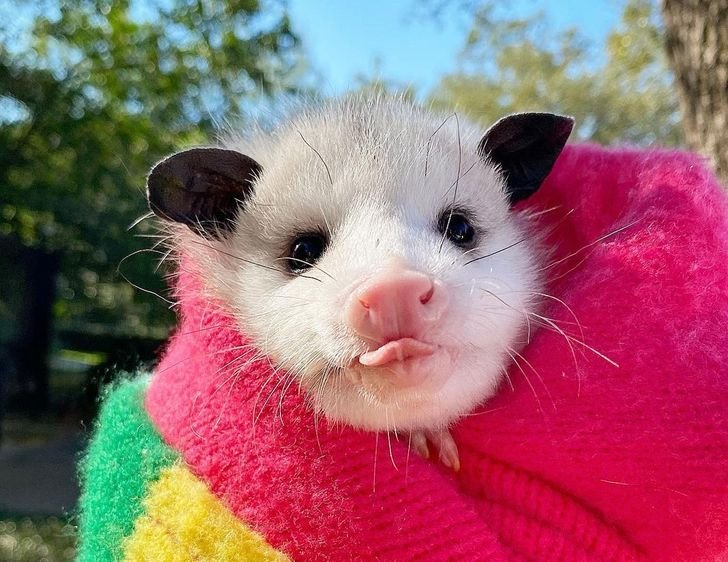 How The Opossum Is Represented In Culture And Folklore