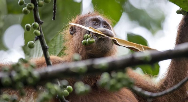 How The Orangutan Is Represented In Culture And Folklore