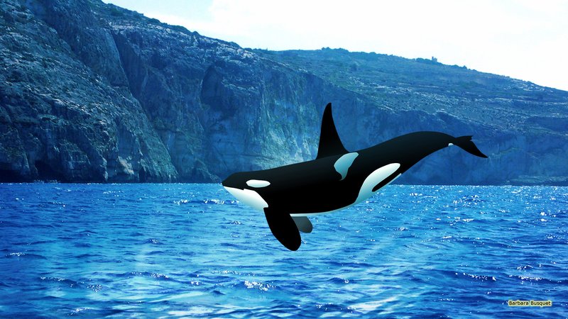 How The Orca (Killer Whale) Navigates And Communicates