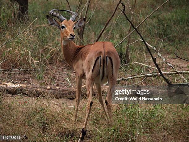 How The Oribi Is Represented In Culture And Folklore