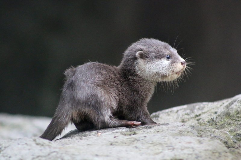 How The Otter Is Represented In Culture And Folklore