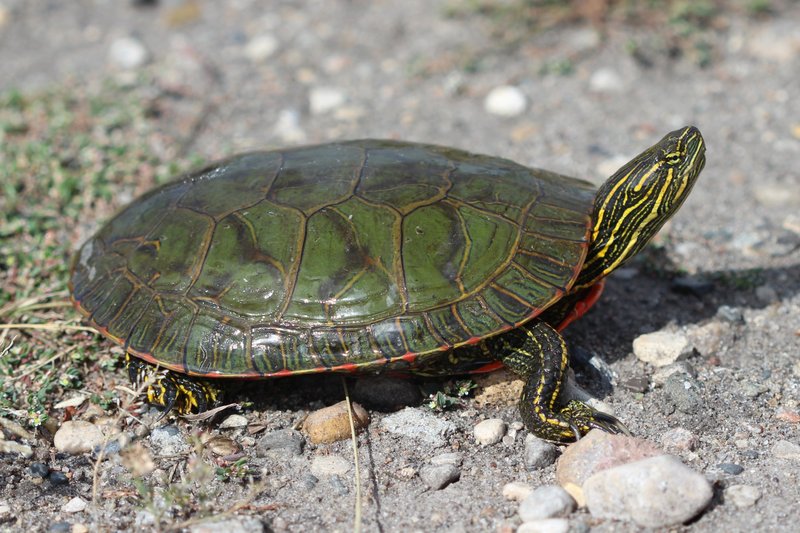 How The Painted Turtle Survives In Harsh Environments