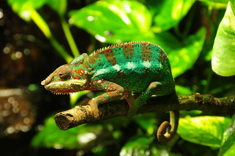 How The Panther Chameleon Survives In Harsh Environments
