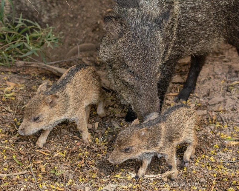 How The Peccary Is Represented In Culture And Folklore