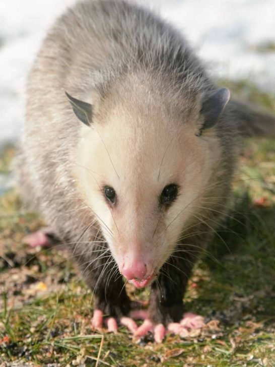 How The Possum Is Represented In Culture And Folklore