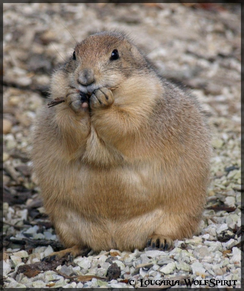 How The Prairie Dog Is Represented In Culture And Folklore