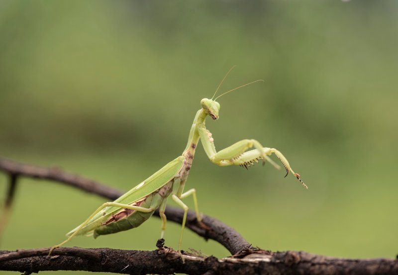How The Praying Mantis Has Been Studied By Scientists