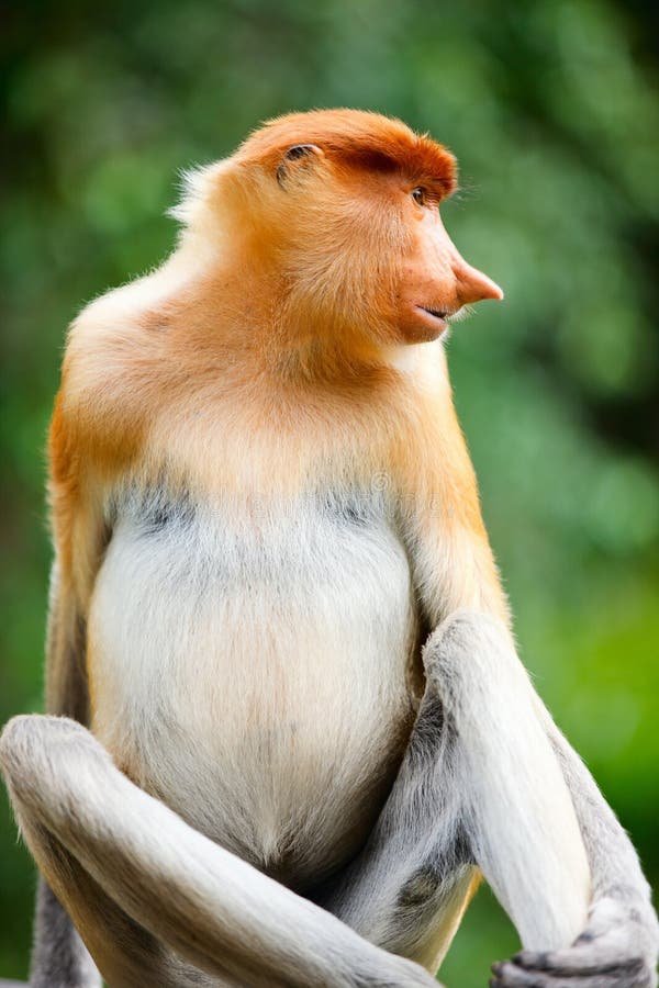 How The Proboscis Monkey Is Represented In Culture And Folklore
