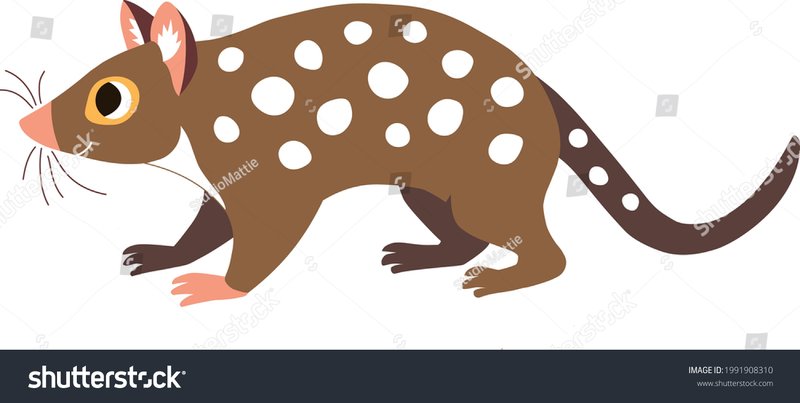 How The Quoll Is Represented In Culture And Folklore