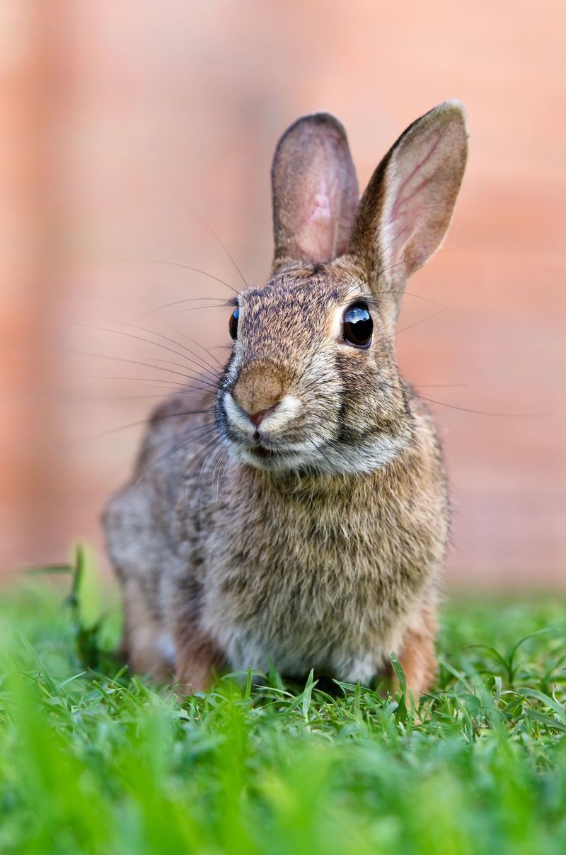 How The Rabbit Is Represented In Culture And Folklore
