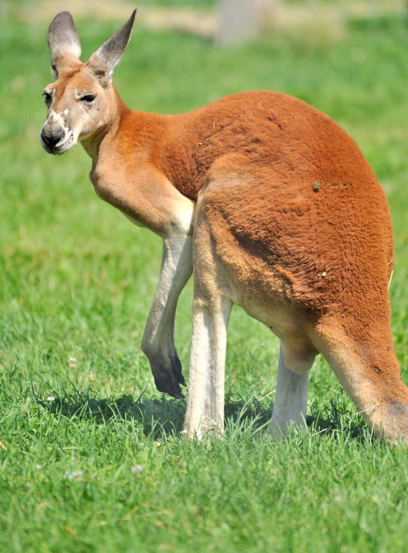 How The Red Kangaroo Is Represented In Culture And Folklore