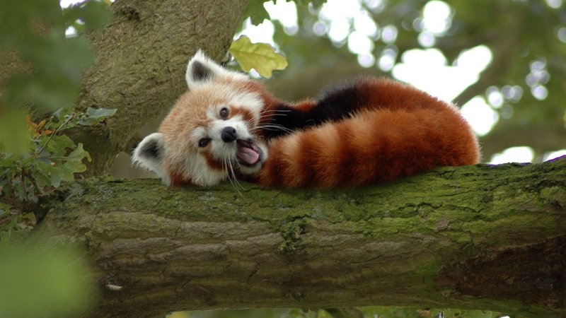 How The Red Panda Is Represented In Culture And Folklore