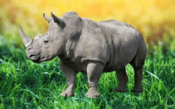 How The Rhinoceros Is Represented In Culture And Folklore