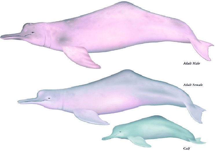 How The River Dolphin Is Represented In Culture And Folklore
