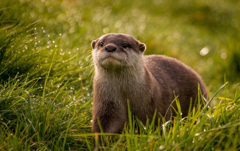 How The River Otter Is Represented In Culture And Folklore