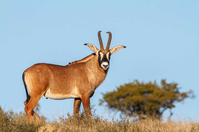 How The Roan Antelope Is Represented In Culture And Folklore