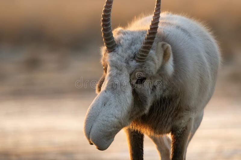 How The Saiga Antelope Is Represented In Culture And Folklore