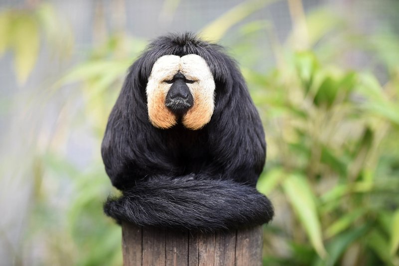 How The Saki Monkey Is Represented In Culture And Folklore