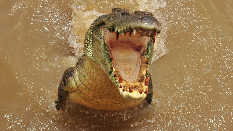 How The Saltwater Crocodile Survives In Harsh Environments