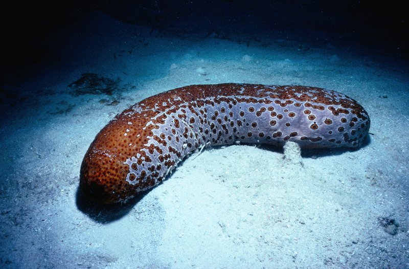 How The Sea Cucumber Navigates And Communicates