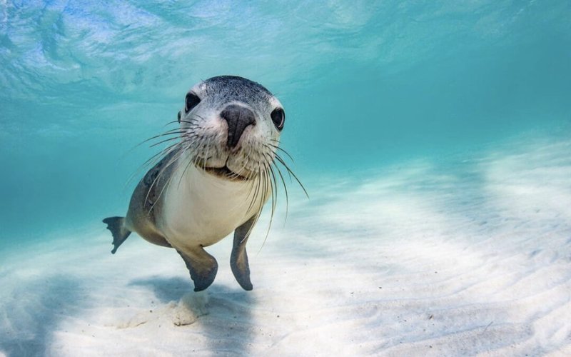 How The Sea Lion Navigates And Communicates