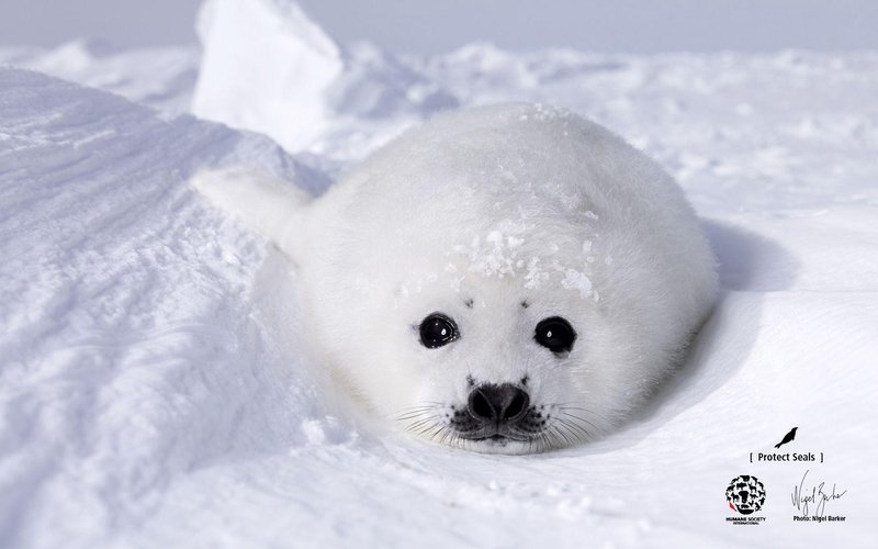How The Seal Navigates And Communicates