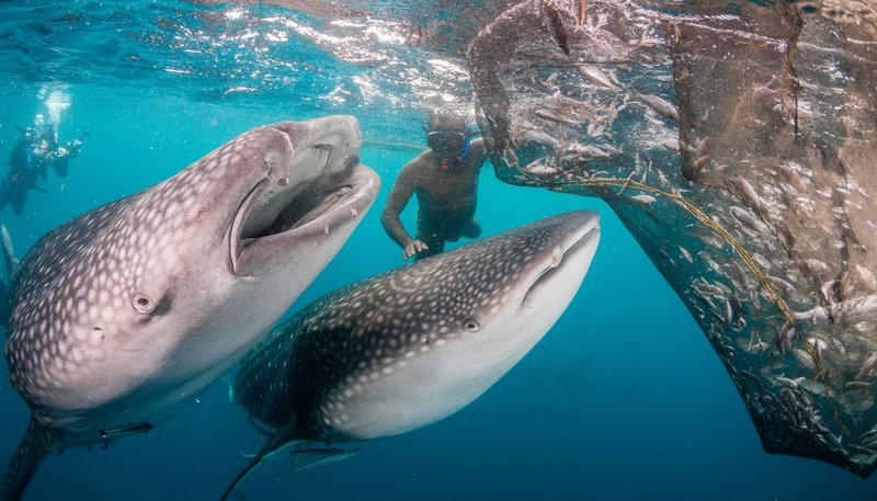 How The Shark Navigates And Communicates