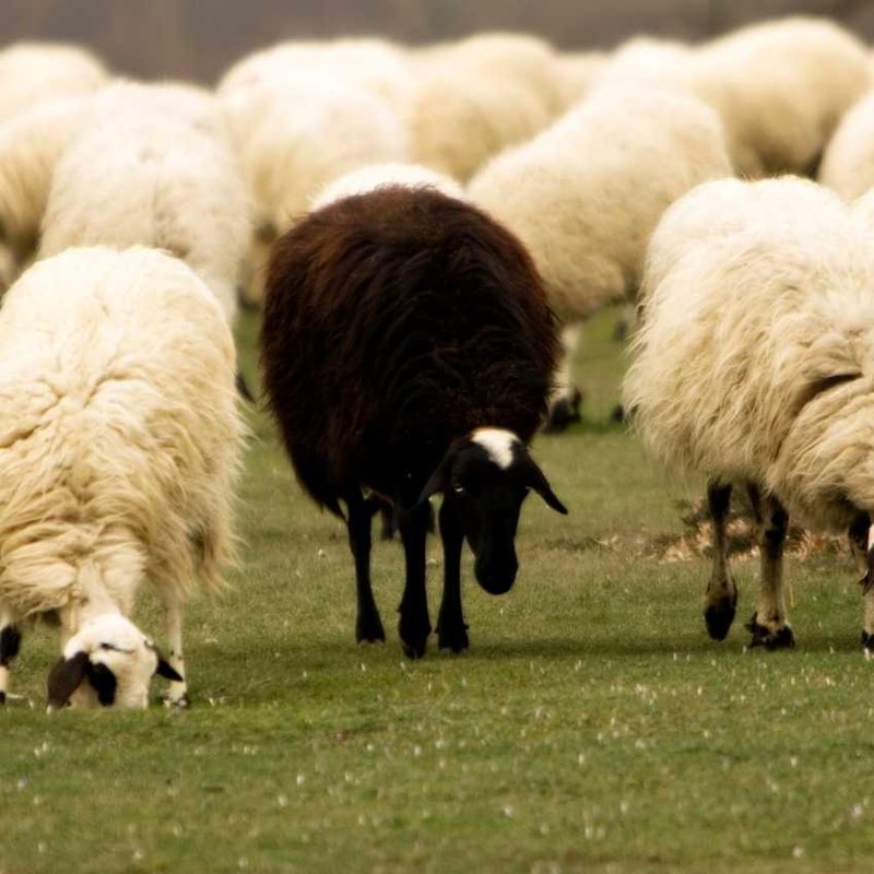 How The Sheep Is Represented In Culture And Folklore