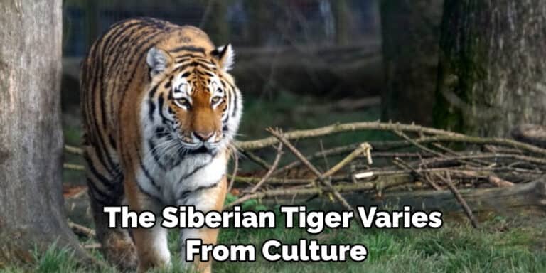 How The Siberian Tiger Is Represented In Culture And Folklore