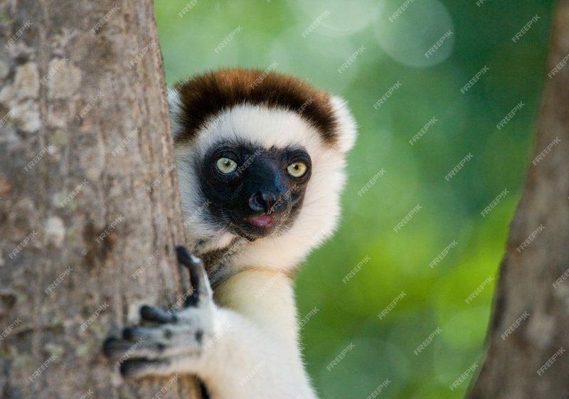 How The Sifaka Is Represented In Culture And Folklore
