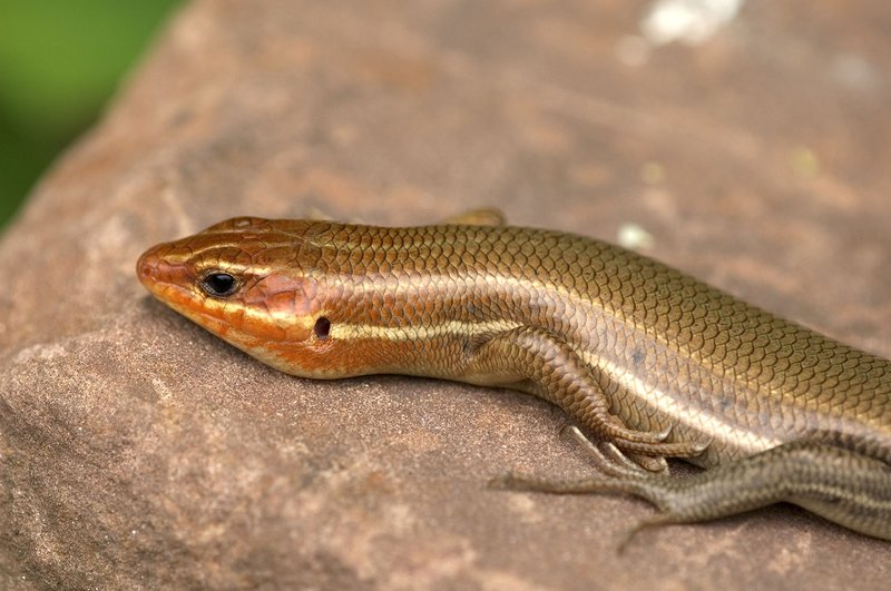 How The Skink Survives In Harsh Environments