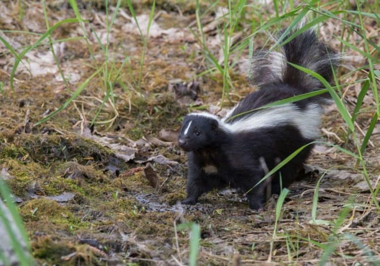 How The Skunk Is Represented In Culture And Folklore