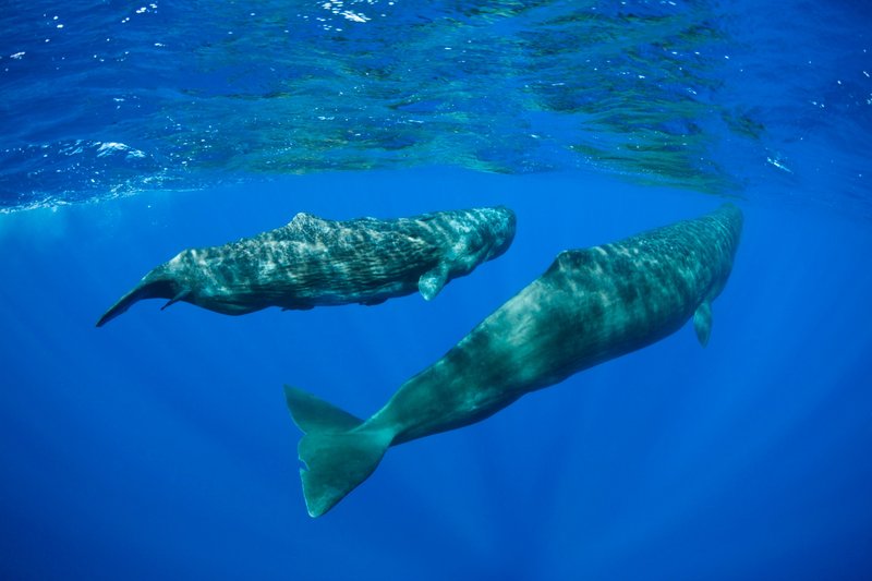 How The Sperm Whale Navigates And Communicates
