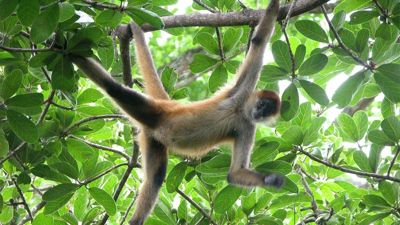 How The Spider Monkey Is Represented In Culture And Folklore
